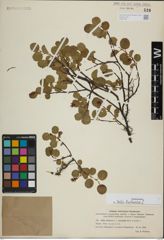 Foto von Salix herbacea L.